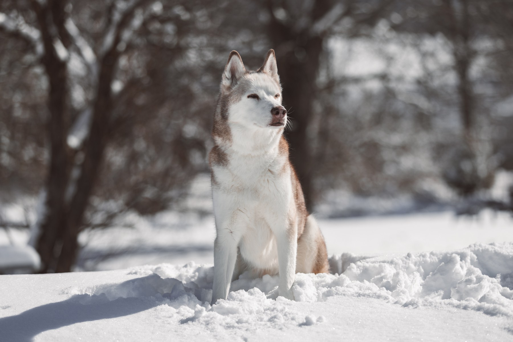 Apollo sitting peacefully in the snow