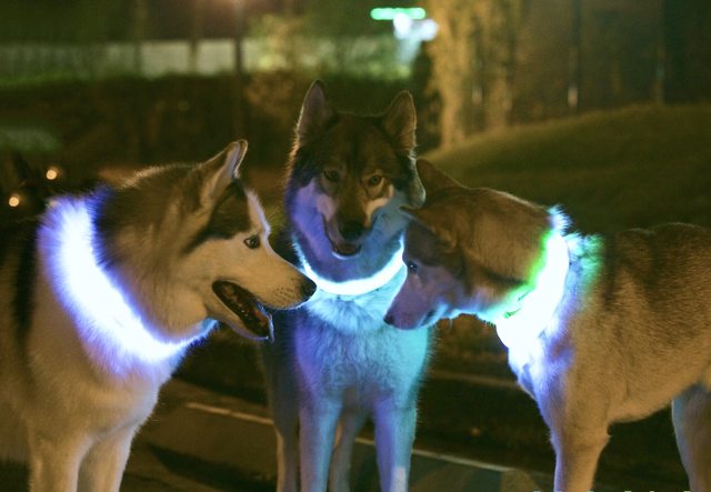 Apollo and his companions wearing glowing Halo collars at night — 2016