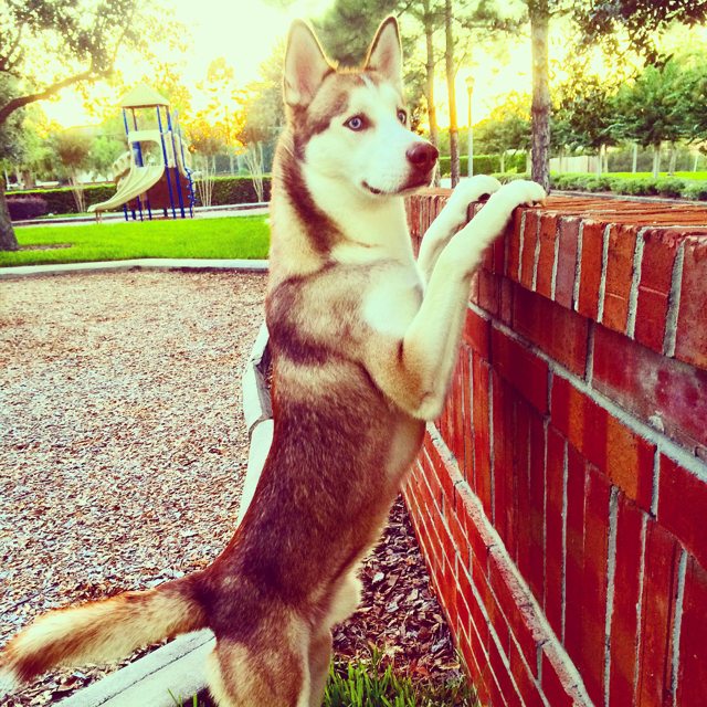 Apollo peeking over a brick wall at the park — 2014