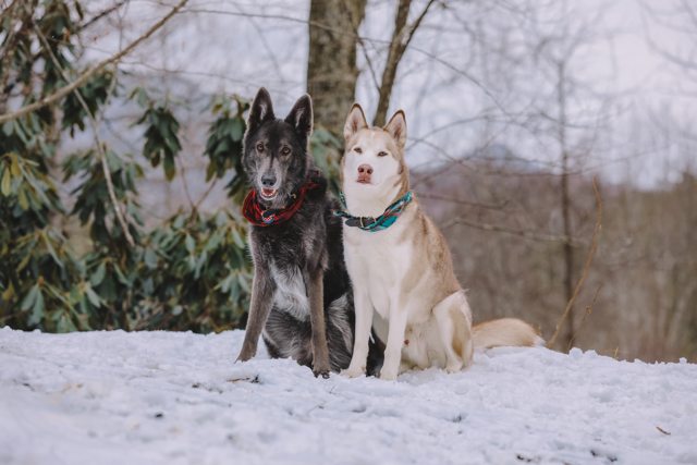 Apollo and his black-coated companion sitting together in the snow — 2021