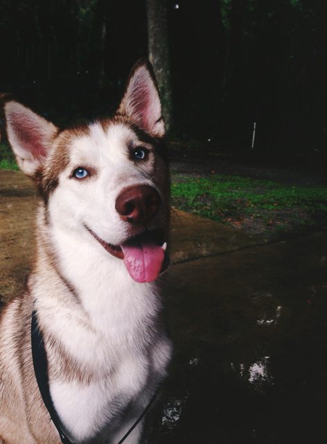 Apollo smiling on a woodland walk — 2014