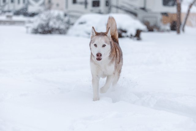 Apollo running through fresh snow — 2026