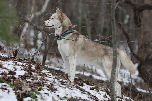 Apollo exploring the snowy woods in a plaid bandana — 2021