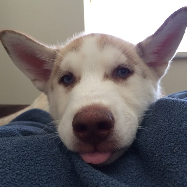 Young Apollo resting his chin on a blue blanket — 2013
