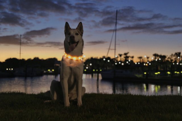 Apollo at the waterfront at sunset in an orange glowing collar — 2015