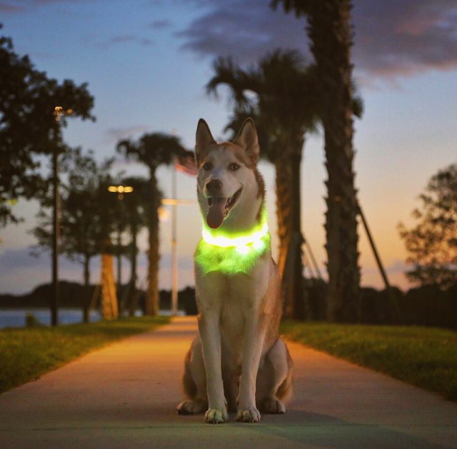 Apollo sitting beneath palm trees in his green glowing collar — 2015