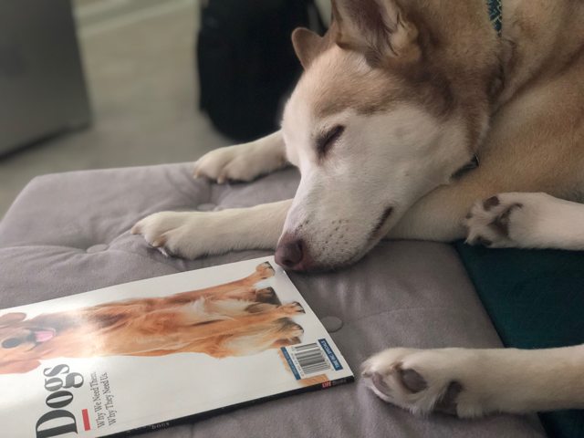 Apollo napping beside a dog magazine — 2018
