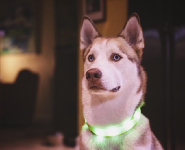 Apollo looking up in his green glowing collar — 2015