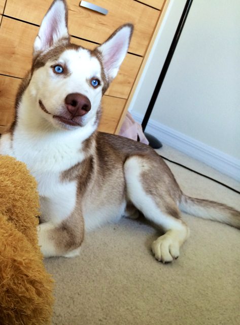 Young Apollo relaxing beside a teddy bear at home — 2014