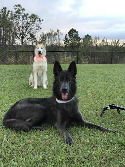 Apollo and his black-coated companion relaxing at the park — 2017