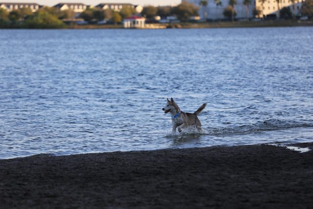 Apollo splashing through the water — 2015