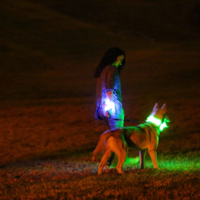 Apollo enjoying a nighttime walk with his family — 2015