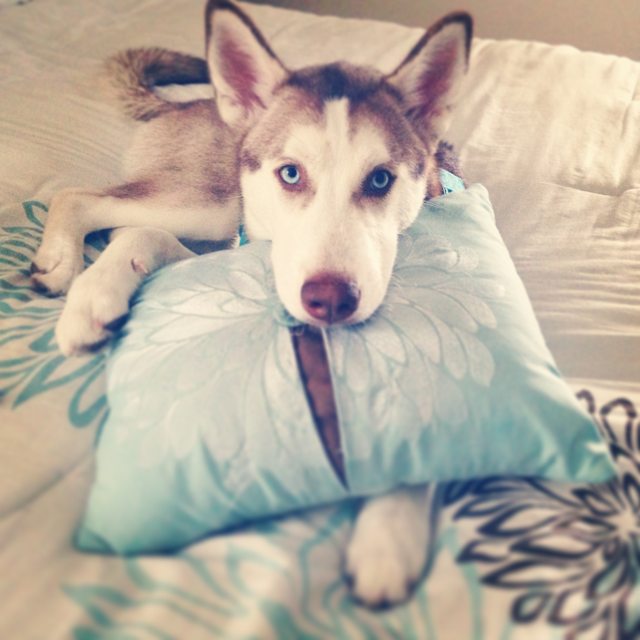 Young Apollo resting his chin on a blue pillow — 2014