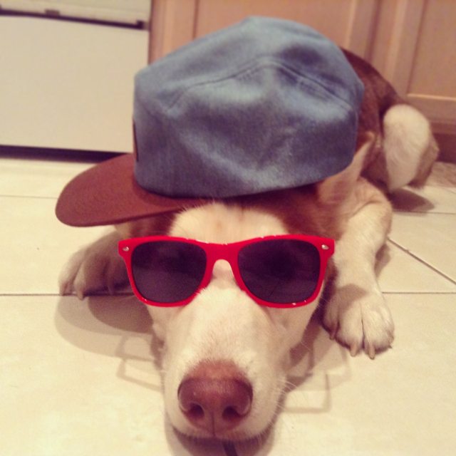 Apollo wearing a cap and red sunglasses — 2015