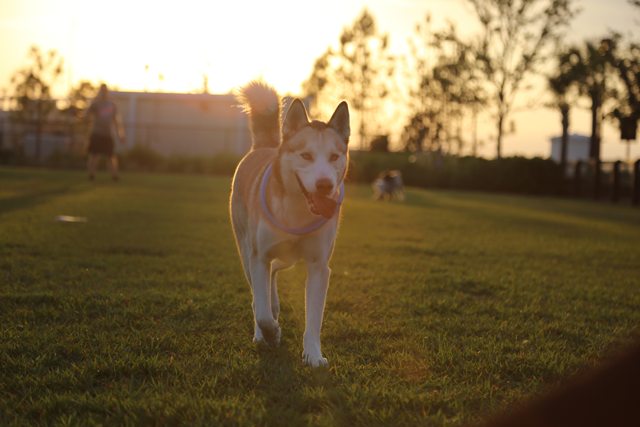 Apollo running through the park at sunset — 2016