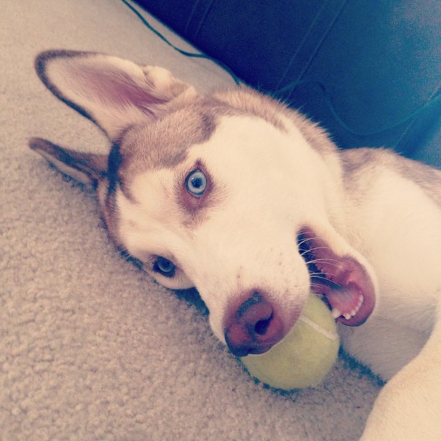 Apollo playing with a tennis ball at home — 2014