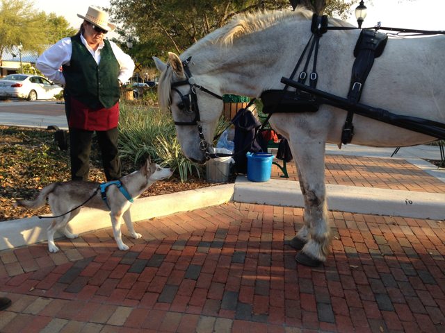Puppy Apollo meeting a horse — 2014