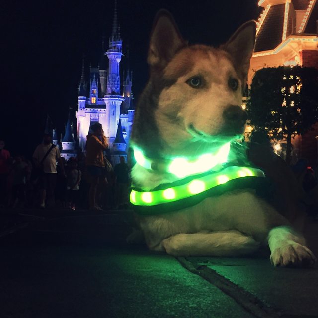 Apollo in front of the illuminated castle at night — Year unknown