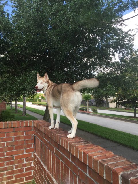 Apollo standing on a low brick wall — 2015