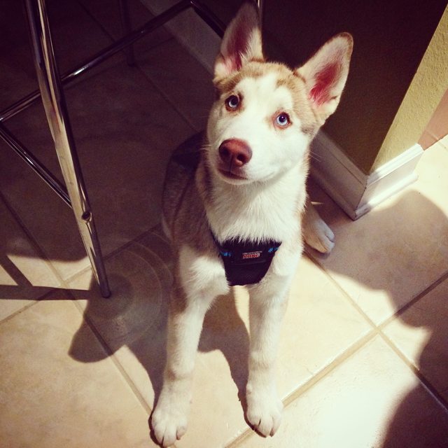 Puppy Apollo sitting in a sunny doorway in his harness — Year unknown