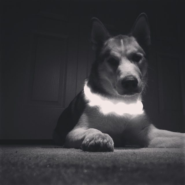 A black-and-white portrait of Apollo in his glowing collar — 2015