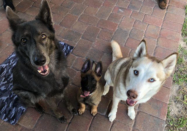 Apollo and two companions looking up together — 2019
