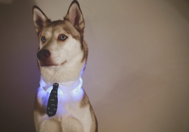 Apollo posing in a necktie and glowing collar — Year unknown