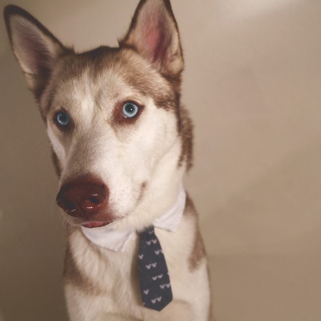 Apollo dressed in a collar and patterned necktie — Year unknown