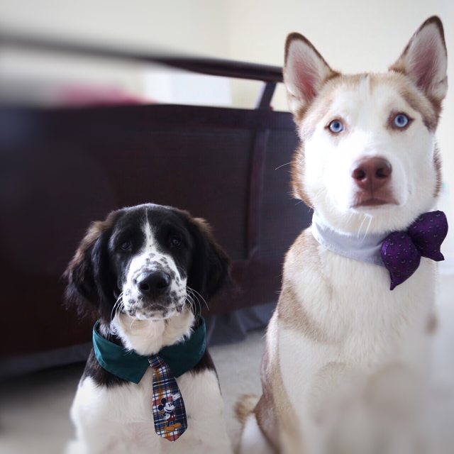 Apollo in a purple bow tie beside a puppy in a necktie — 2015