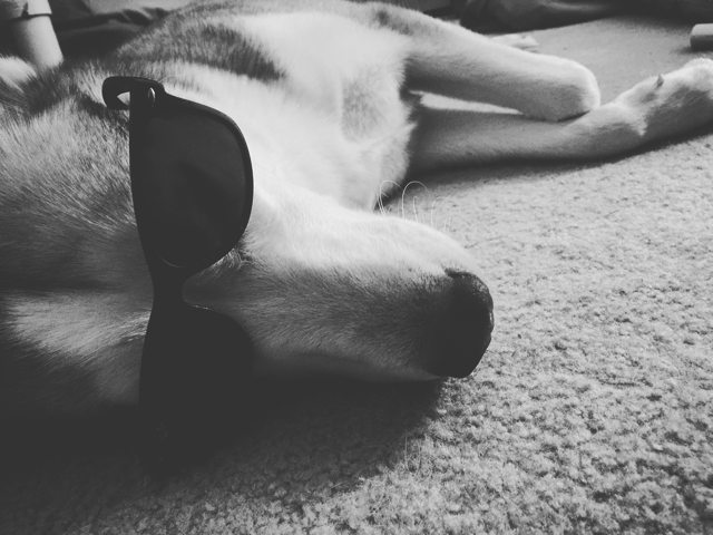 Apollo relaxing in sunglasses in black and white — 2015