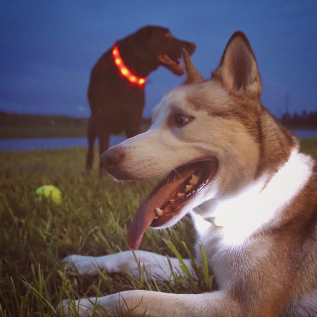 Apollo resting in the grass with a friend at dusk — 2015
