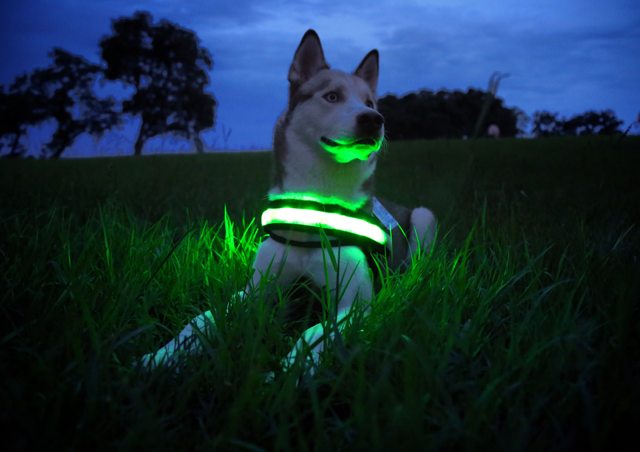 Apollo in the evening grass wearing his glowing green harness — 2015