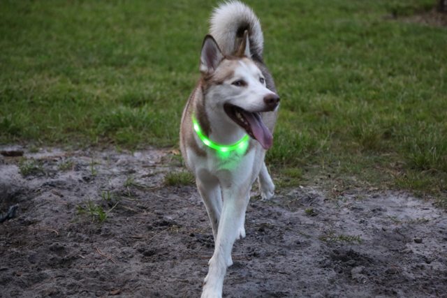 Apollo running happily in his green glowing collar — 2015