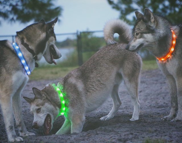Apollo playing with two friends at the dog park — 2015