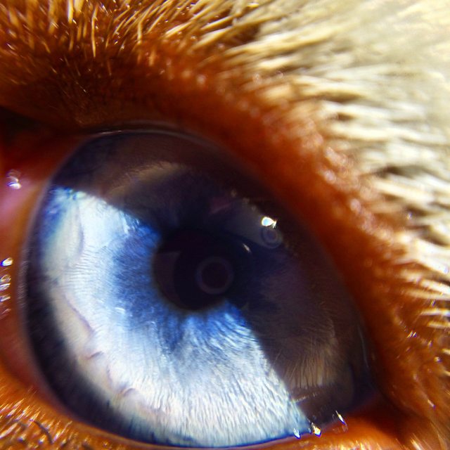 A close-up of Apollo's blue eye — 2014