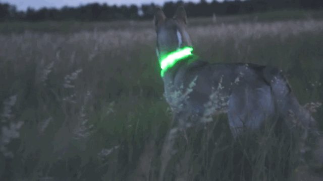 Apollo exploring the grass in a glowing collar — Year unknown
