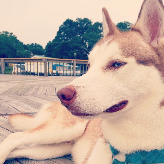 Apollo relaxing on a wooden deck — 2014