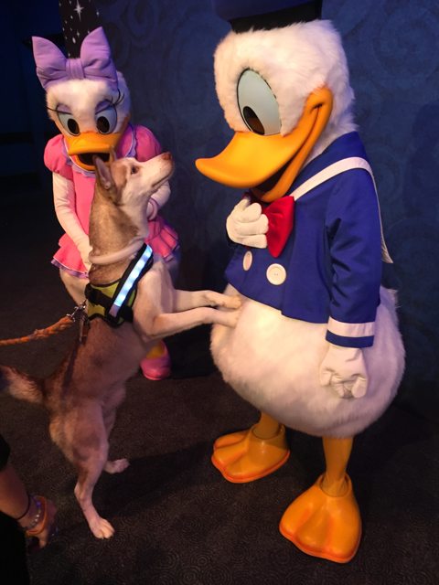 Apollo meeting Donald and Daisy Duck — 2015
