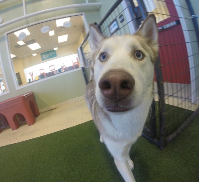 Apollo looking into the camera indoors — 2016