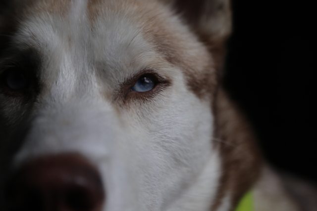 A close-up portrait of Apollo's face — 2015