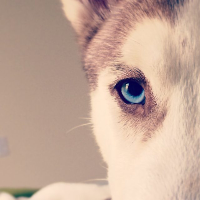 Apollo's blue eye in soft light — 2014