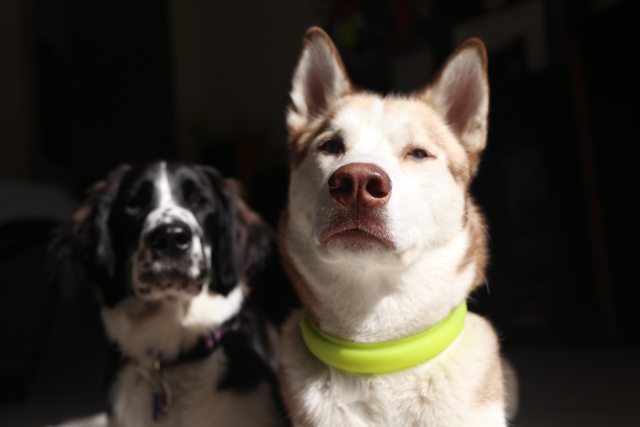 Apollo and a puppy posing together at home — 2015
