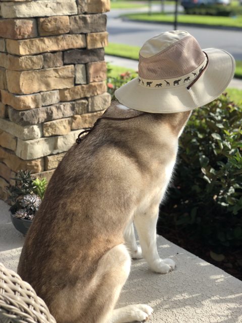 Apollo wearing a safari hat on the porch — 2018