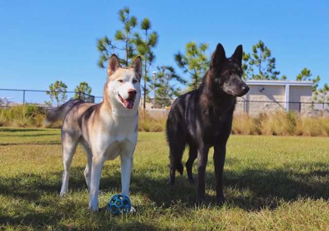 Apollo and his black-coated companion with a blue ball — 2016