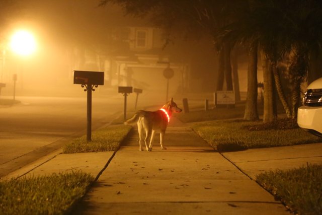 Apollo on a misty nighttime walk — 2015
