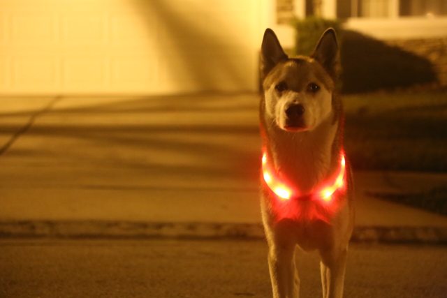 Apollo wearing a glowing orange collar at night — 2015