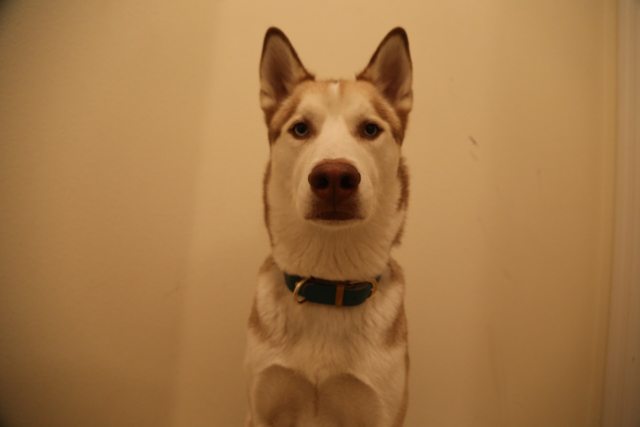 Apollo sitting for a portrait at home — 2015