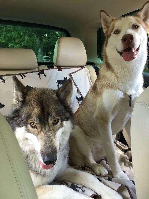 Apollo and a friend sharing the back seat — 2015