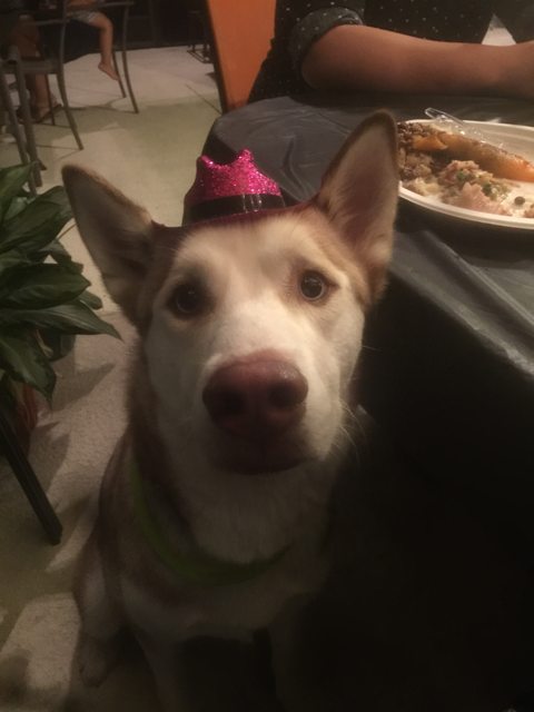 Apollo in a tiny pink hat beside the dinner table — 2015