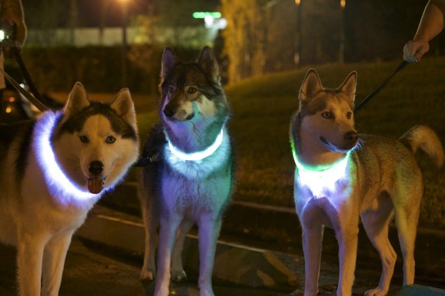 Apollo and two friends in glowing collars at night — Year unknown